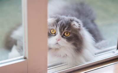 Scottish fold cat, gray and white fluffy cat, window, pets, breed fluffy cats, cute animals