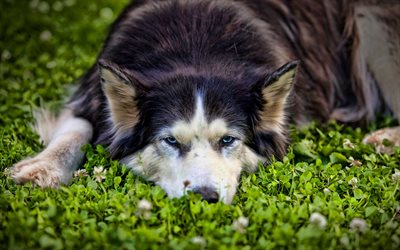 Perro Husky, bokeh, animales lindos, c&#233;sped, close-up, mascotas, Husky Siberiano, perros Husky