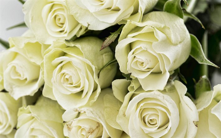 de la rosa blanca, macro, flores blancas, flores hermosas, blancos capullos, rosas, bouquet de rosas