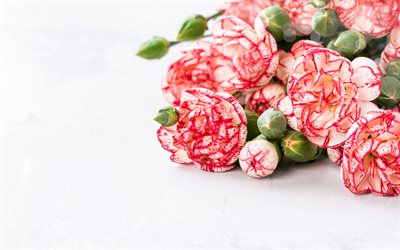 cor-de-rosa e branco cravos, fundo com cravos, um buqu&#234; de cravos, lindas flores, cravos, sobre um fundo branco