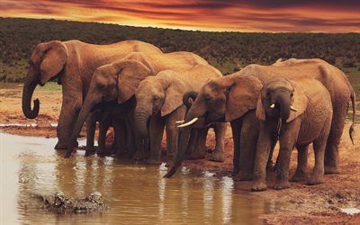 manada de elefantes, noite, p&#244;r do sol, elefantes, a vida selvagem, &#193;frica, crocodilos e elefantes