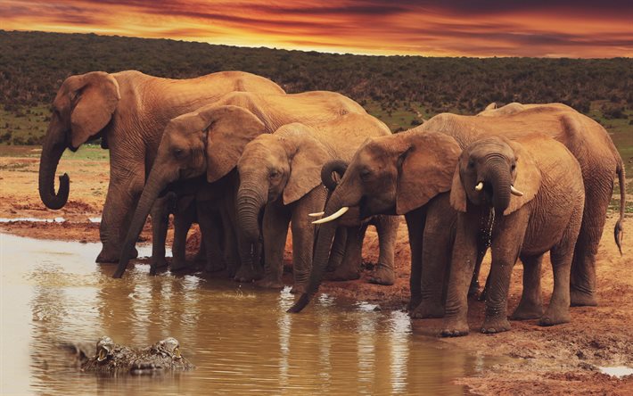 manada de elefantes, tarde, puesta de sol, los elefantes, la vida silvestre de &#193;frica, cocodrilos y elefantes