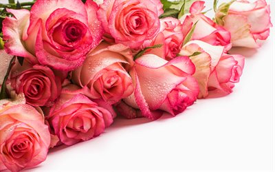 pink rose, dew, pink flowers, beautiful flowers, pink buds, roses, bouquet of roses