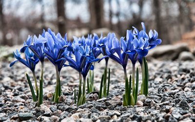 Irises, 4k, blue flowers, spring, bokeh, beautiful flowers, Iris, Blue Irises