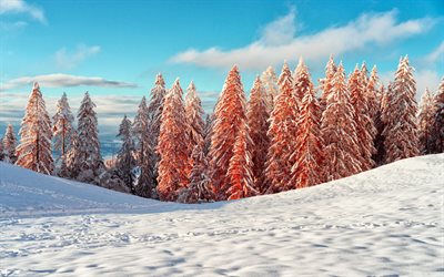 inverno, montagne, neve, paesaggio invernale, paesaggio montano, alberi rossi, mattina