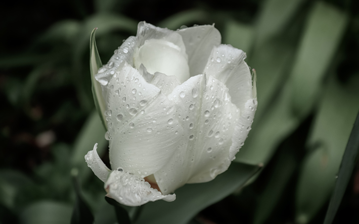 tulipa branca, 4k, macro, orvalho, flores brancas, bokeh, tulipas, bot&#245;es de orvalho