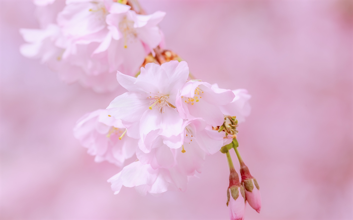 Pink spring flowers, Japanese cherry, cherry blossom, pink spring background, Sakura