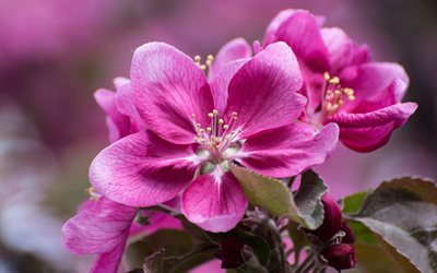 pink spring flowers, spring, apple blossom, flowers on the apple tree, pink petals, blur, floral background