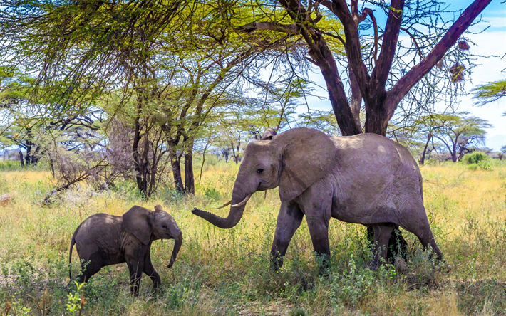 kleiner elefant, afrika, elefanten, mutter und jungtier, tiere