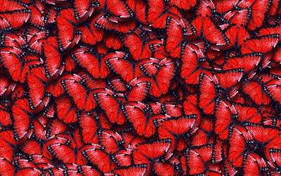red butterflies, 4K, macro, red butterflies texture, background of butterflies, butterflies, nature textures, butterflies textures