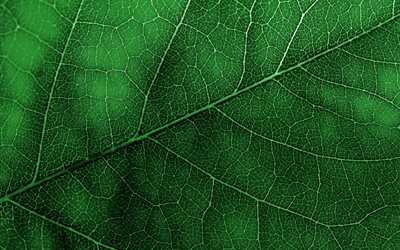green leaf texture, macro green leaf background, ecology, environment concepts, green natural texture, green leaf