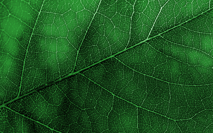 verde foglia di texture, macro, verde, foglia, sfondo, ecologia, ambiente, concetti, verde naturale, texture
