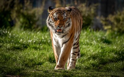 tiger, predator, iso tiikeri, wildlife, kes&#228;ll&#228;, vihre&#228; ruoho, vaarallisia el&#228;imi&#228;