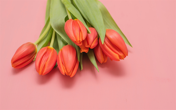 tulipanes rojos, flores de la primavera, los tulipanes sobre fondo rojo, primavera, ramo de tulipanes, rojo floral de fondo