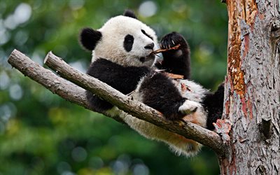 panda on tree, wildlife, cute bears, Ailuropoda melanoleuca, panda