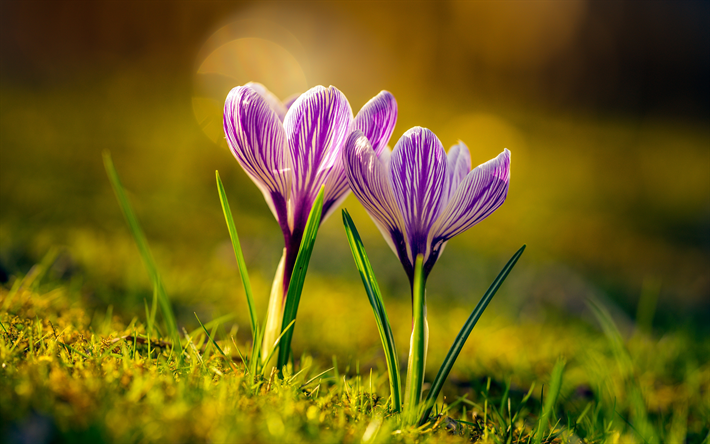 two crocuses, 4k, spring, purple crocuses, spring flowers, crocuses, beautiful flowers