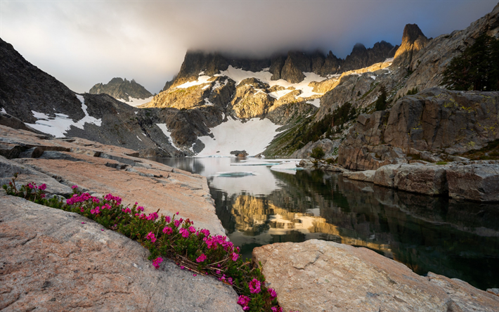 lago di montagna, fiori viola, primavera, mattina, paesaggio di montagna, fiori di montagna