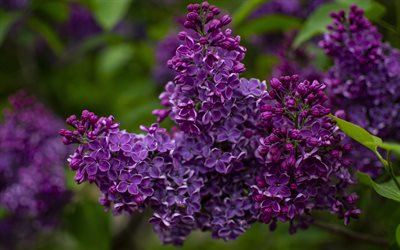ライラック, バネ, 紫色の春の花, ライラックの枝, 紫のライラック, ライラックと背景