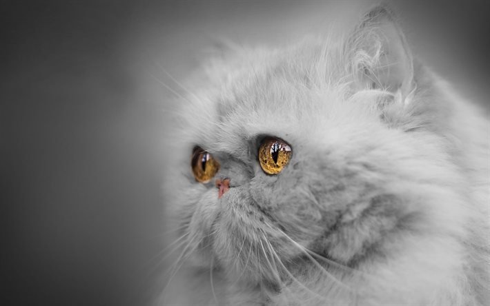 ペルシャ猫, 灰色猫, 茶色の大きな目, 猫