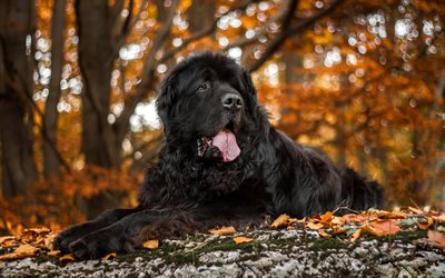 Newfoundland, autumn, pets, black dog, cute animals, dogs, Newfoundland Dog