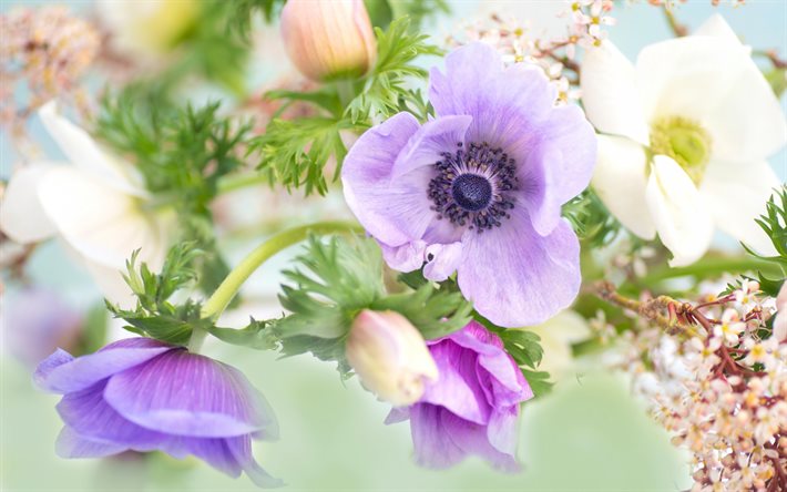 Anemone, fiori viola, sfondo con fiori, fiori, Ranunculaceae