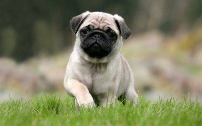 Pug, bokeh, puppy, dogs, lawn, pets, cute animals, Pug Dog