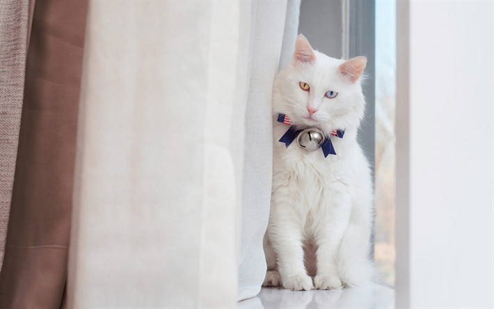 Turkish Angora cat, white cat, pets, domestic cats, American ribbon, July 4, USA, heterochromia