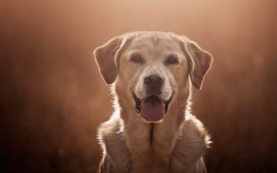 labrador retriever, evening, pet, cute dogs, brown retriever, dog breeds