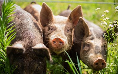 豚, 農, 緑の芝生, 面白い動物, little pigs