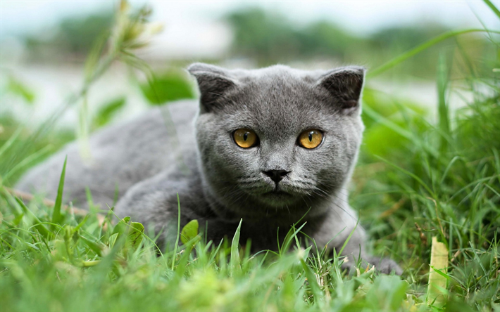 スコットランドロプ-ノール-両耳猫, 緑の芝生, 灰色猫, かわいい動物たち, 品種の内飼いの猫
