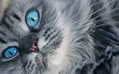 Gatto persiano, 4k, close-up, gatto grigio, occhi azzurri, birichino gatto, gatti, gatti domestici, animali, persiano