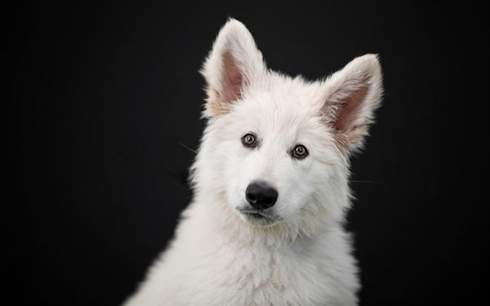 White Swiss Shepherd Dog, harmaa tausta, valkoinen koira, White Swiss Shepherd, s&#246;p&#246;j&#228; el&#228;imi&#228;