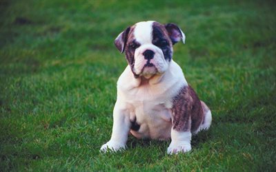 Old English Bulldog, puppy, cute animals, lawn, pets, dogs, Old English Bulldog Dog