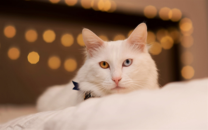 Turkkilainen Angora kissa, heterochromia, eri silmien v&#228;ri, valkoinen kissa, s&#246;p&#246;j&#228; el&#228;imi&#228;, lemmikit