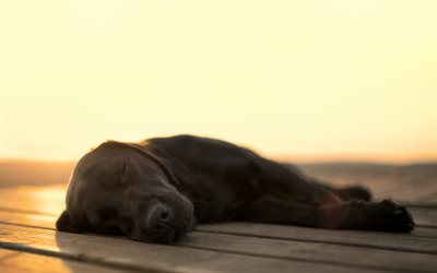 svart labrador, sunset, sovande hund, retriever, husdjur, labradors, close-up