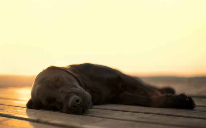 黒ラブラドール, 夕日, 寝犬, リー, ペット, labradors, 近