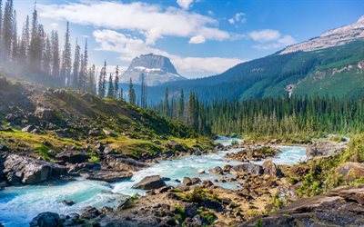 fiume di montagna, estate, foresta, alberi, aghi di pino, Canada, paesaggio di montagna