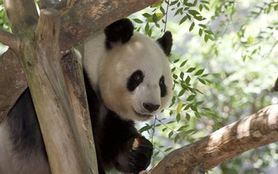 panda, cute bear cub, panda eating apple, wildlife, China