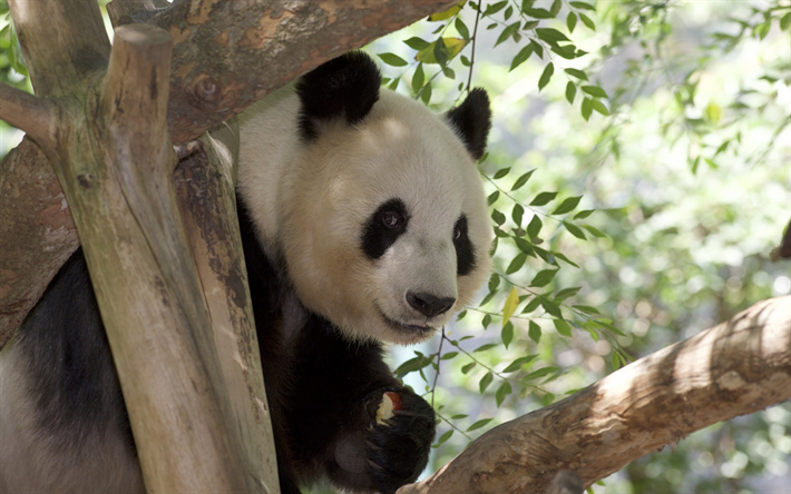 panda, s&#246;t bj&#246;rnunge, panda &#228;ter &#228;pple, vilda djur, Kina