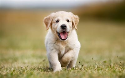 Golden Retriever, cucciolo, labrador, bokeh, l&#39;esecuzione di cane, animali domestici, cani, Cane, carino animali