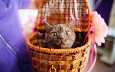 surprised kitten, funny animals, gray cat, pets, basket, British shorthair cat