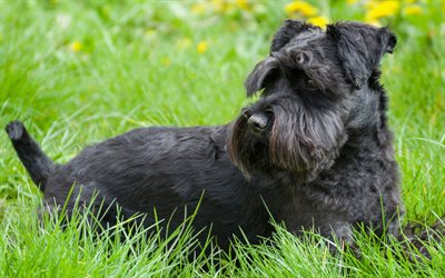 Giant Schnauzer, green grass, dogs, close-up, black dog, lawn, Schnauzer, sad dog, pets, Giant Schnauzer Dog