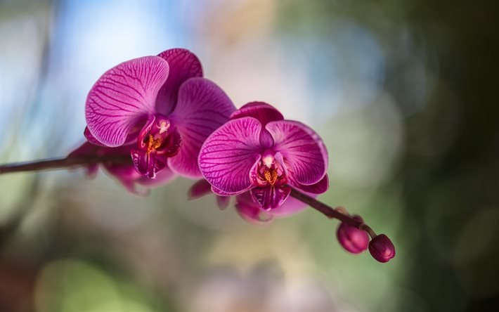 Orkidea, vaaleanpunainen kukka, trooppisia kukkia, orkideat