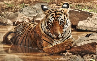Tiger, river, wildlife, predator, Asia, wild cat
