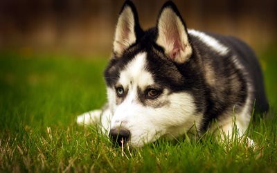 Husky Dog, close-up, heterochromia, pets, lawn, Siberian Husky, bokeh, dogs, Husky
