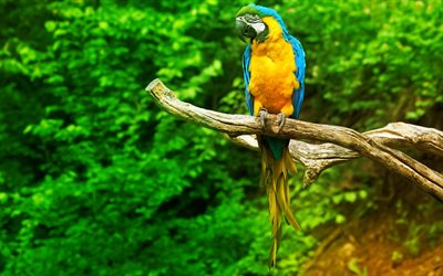 Macaw, jungle, parrots, branch, colorful parrot, Ara
