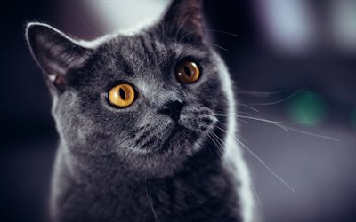 British Shorthair Cat, gray cat, close-up, yellow eyes, domestic cat, cats, cute animals, British Shorthair