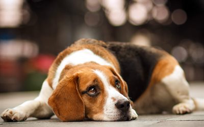 Beagle, bokeh, triste, cane, cani, close-up, simpatici animali, animali domestici, Cane Beagle