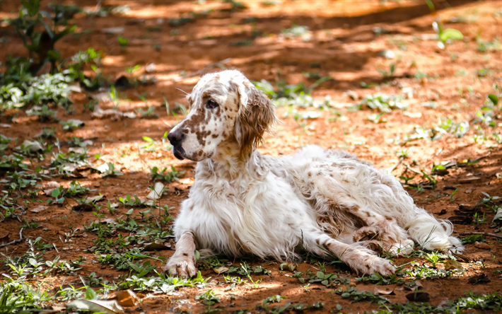 english setter, herbst, tiere, wald, hunde, niedliche tiere, english setter hund