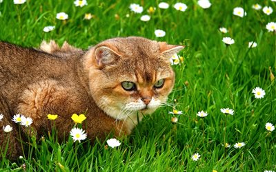 British Shorthair Cat, ginger cat, close-up, lawn, domestic cat, cats, cute animals, British Shorthair